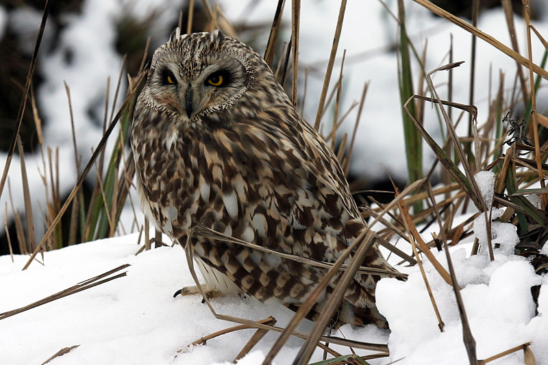 Gufo di palude (Asio flammeus)